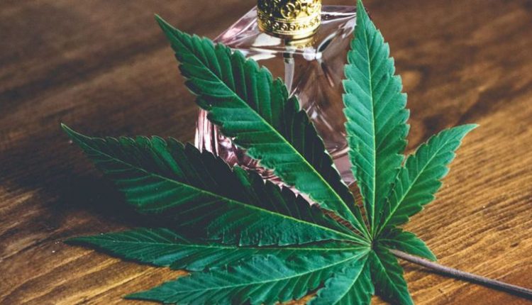 Cannabis Terpenes Work