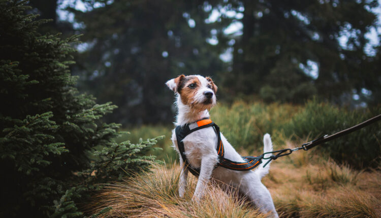 Choose a suitable Dog harness to let them comfortable during a walk